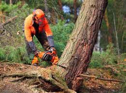 Trusted Jarales, NM Tree Services Experts